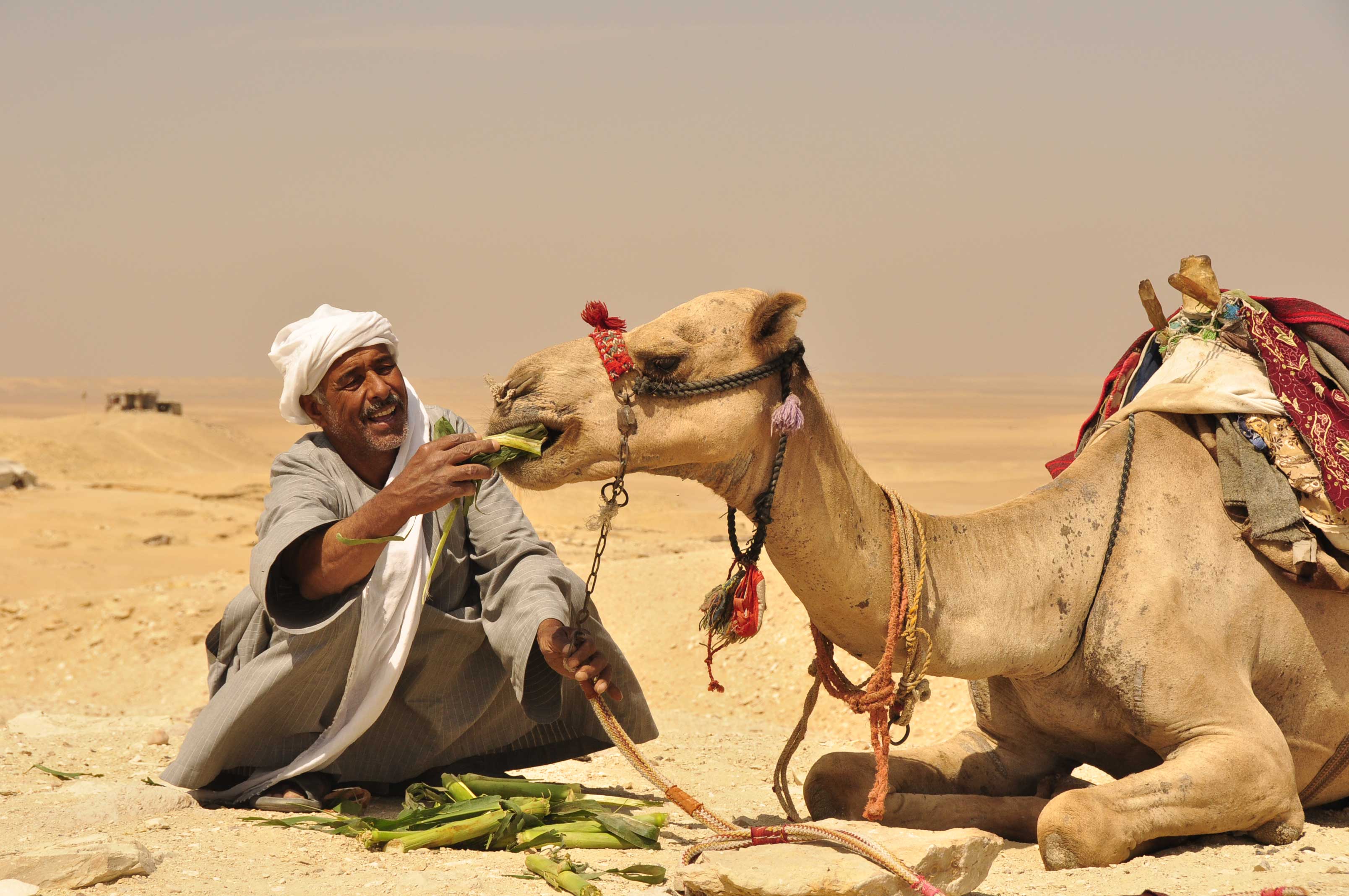 Владельцы каравана. Бедуины Саудовской Аравии. Бедуин на верблюде. Бедуины в Египте. Бедуины в пустыне Египта.